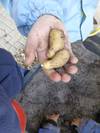Quelle: Kinderarche Legelshurst Kartoffel